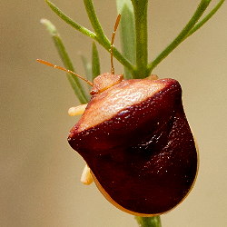 Ventocoris trigonus